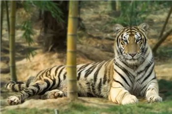 長沙三珍虎園、楊開慧故居一日游