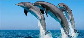 澳大利亞、新西蘭澳妙無瓊11日