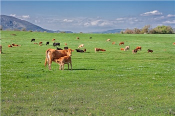 (人氣草原、5A響沙灣、歡樂牧場(chǎng)、內(nèi)蒙古博物院、夢(mèng)幻水世界)雙飛5日親子游