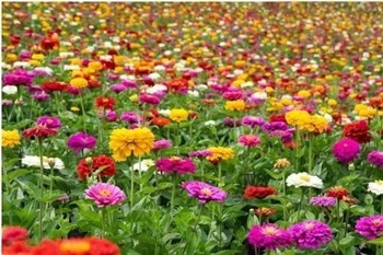 城頭山遺址公園粉黛花海一日游  