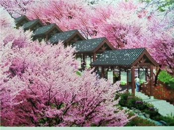 長(zhǎng)沙潯龍河櫻花谷、田漢文化園一日游