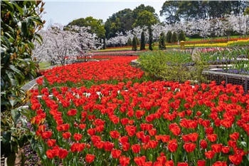 岳陽花語世界、汴河街一日游