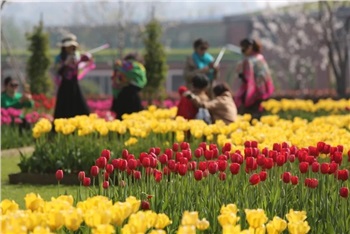 岳陽花語世界、汴河街一日游