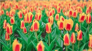 岳陽花語世界、汴河街一日游