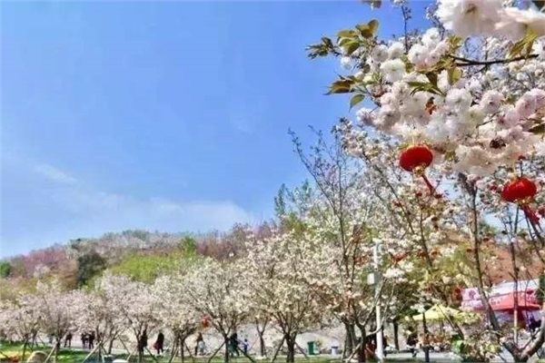 長(zhǎng)沙潯龍河櫻花谷、田漢文化園一日游